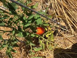 tomato plant pic 4.13.20