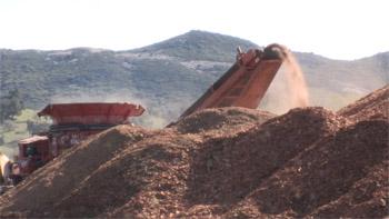 Photo of tub grinder processing GSOB-infested oak logs