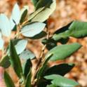 Canyon Live Oak (Quercus chrysolepis)