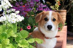 Dog sitting with flowers