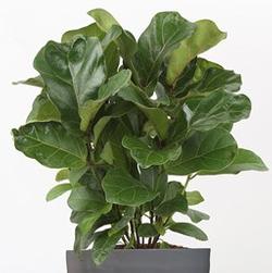 Photo courtesy Costa-Farms-Ficus lyrata 'bambino'