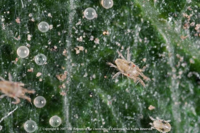 Twospotted spider mite