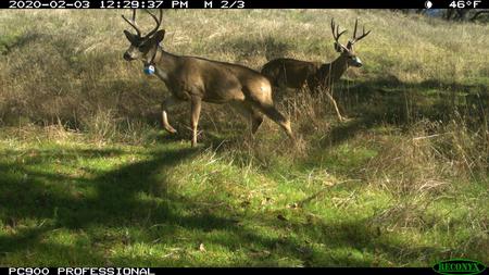 HREC Deer Hunt 1