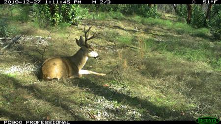 Columbian black tail deer