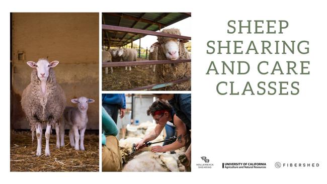 Sheep Programs HREC (Twitter Post)