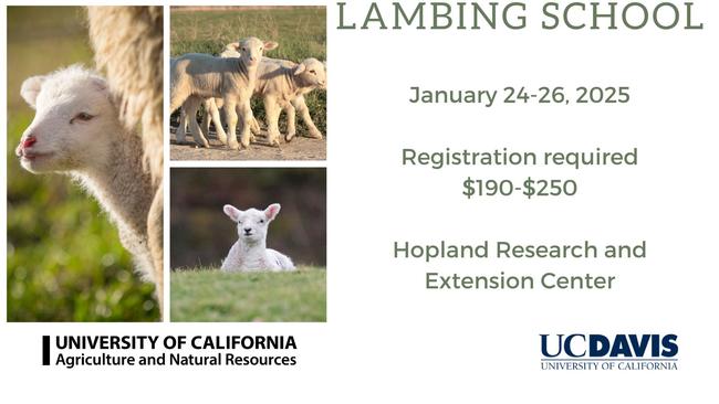 Lambing School 2025 webpage