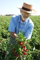 Man with hat in field holding peppers