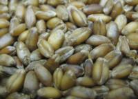 AF36 wheat seed before sporulation.
