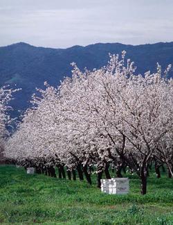 Almonds in Bloom