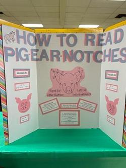 How to Read Pig Ear Notches
