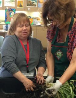 Dividing houseplants