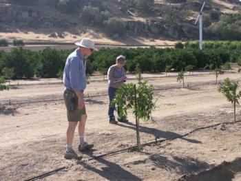Mikeal Roose and Tracy Kahn evaluate rootstocks for the new mandarin varieties