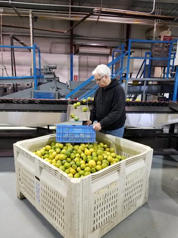 Cooperator Glenn Wright of U. Arizona evaluating the lemons