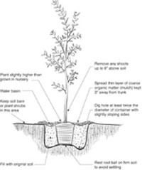 Illustration of a correctly planted tree