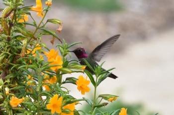 Hummingbird Trumpet Vine