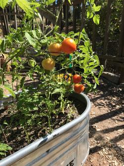 tomatoes growing in container