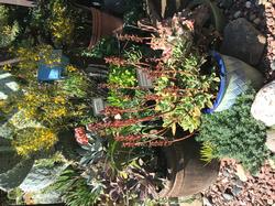 succulent garden at GOS