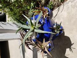 Assorted aloes in a strawberry pot