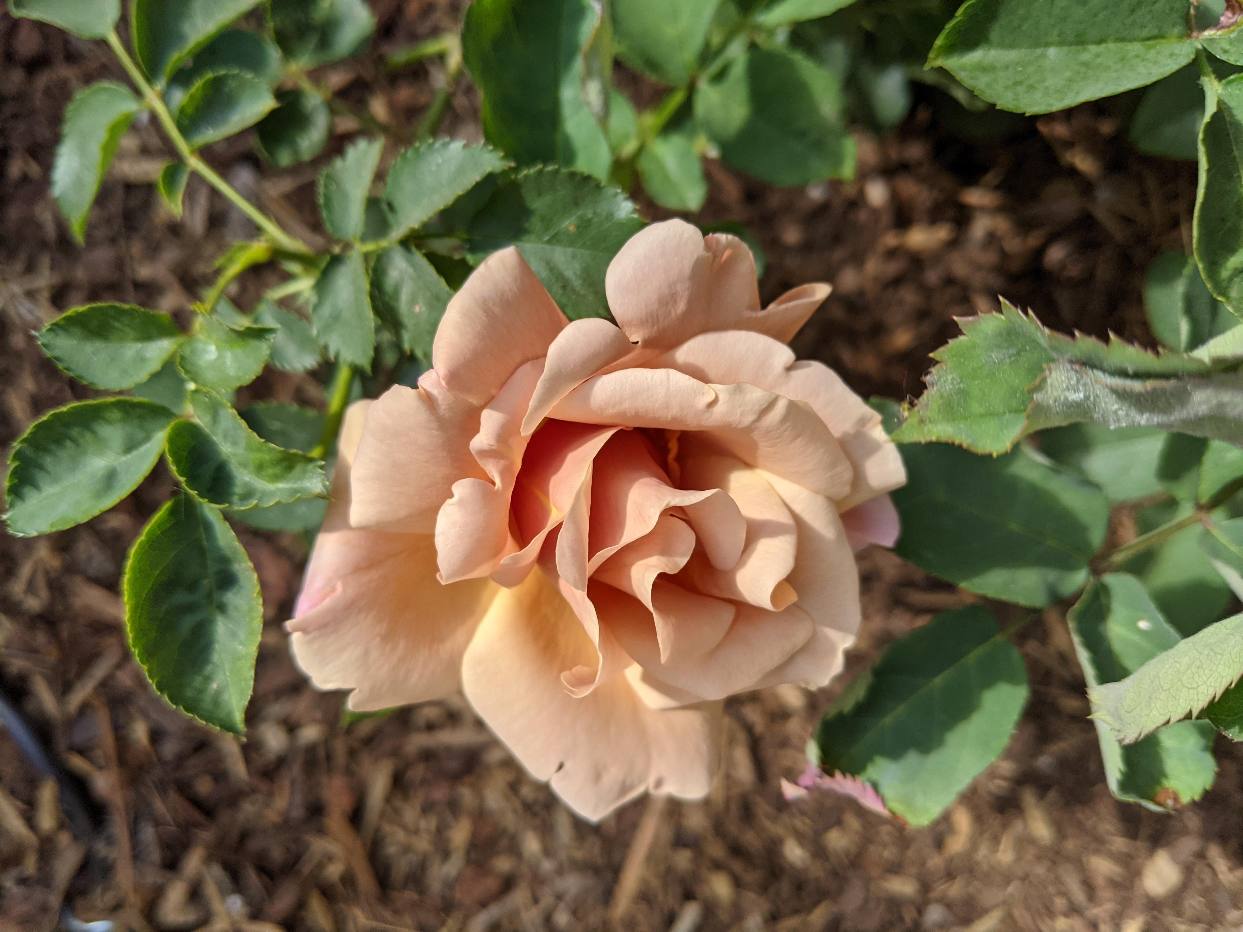 Connie's Sandstorm rose