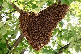 honey bee swarm