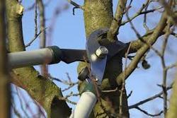pruning orchard trees