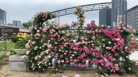 rose garden Nakanoshima japan 2