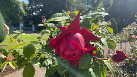 De Haar Castle Rose Garden