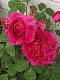 A Beautiful David Austin Rose soon to be out of production.  Get it while you can!