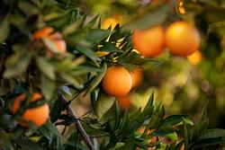 orange-trees-picture