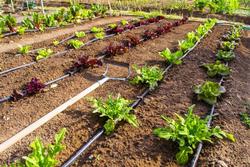 Irrigation for the Home Garden