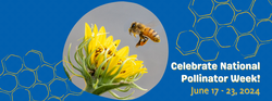 Pollinator Week  _June 17.23