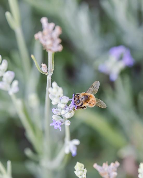 bee on lavender flower