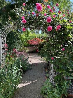 pimk roses over arbor