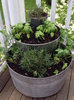 mini herb garden