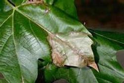 Anthracnose