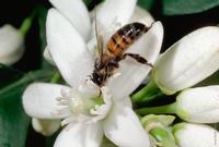 Honey bee on citrus blossom