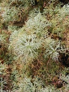 Artemisia versicolor 'Seafoam'