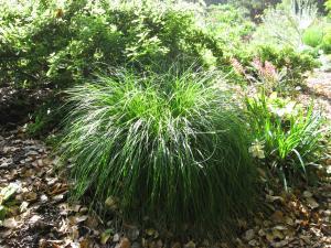 Carex divulsa