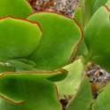 Cotyledon orbiculata var. oblonga 'Macrantha'