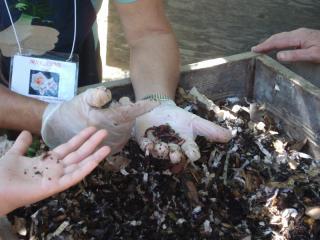 Handful of worms from a worm compost