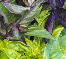 Basil leaves on plant