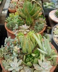Succulent plant arrangement