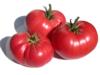 Tomatoes, three red on white bg, Karen Schaffer