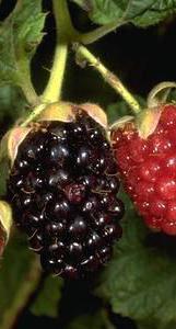 Ripe and unripe blackberry on plant