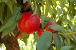 Nectarine on tree