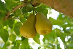 Pears on tree