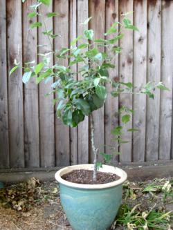 Apple tree growing in container