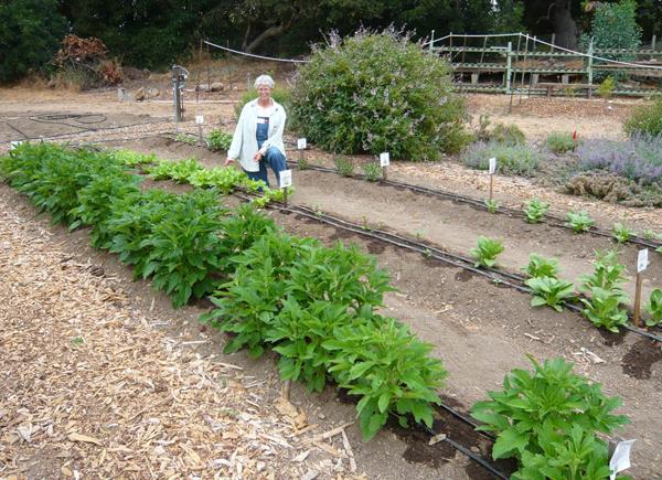 View of Asian Vegetable Trial Plot