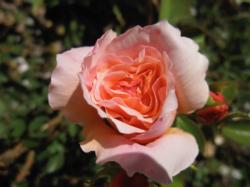 Tamora inglês rosa