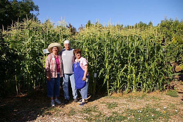 Cornfield with Master Gardeners